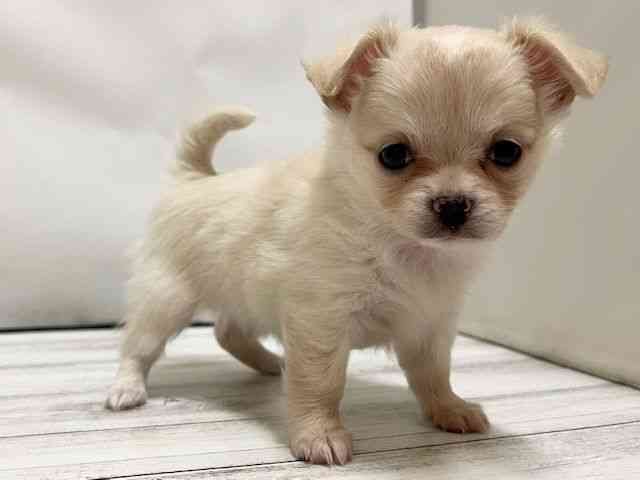 和歌山県のチワワ(ロング) (ひごペットフレンドリーパームシティ和歌山店/2025年10月26日生まれ/女の子/クリーム)の子犬の2枚目の画像