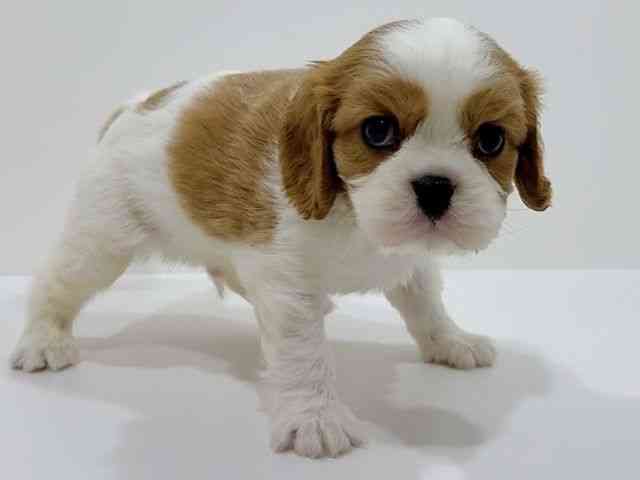 広島県のキャバリアキングチャールズスパニエル (ひごペットフレンドリーフジグラン神辺店/2025年10月28日生まれ/男の子/ブレンハイム)の子犬の2枚目の画像