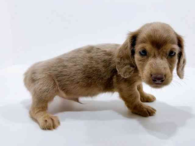 広島県のミニチュアダックスフンド(ロング) (ひごペットフレンドリーフジグラン神辺店/2025年10月24日生まれ/男の子/イザベラダップル)の子犬の2枚目の画像