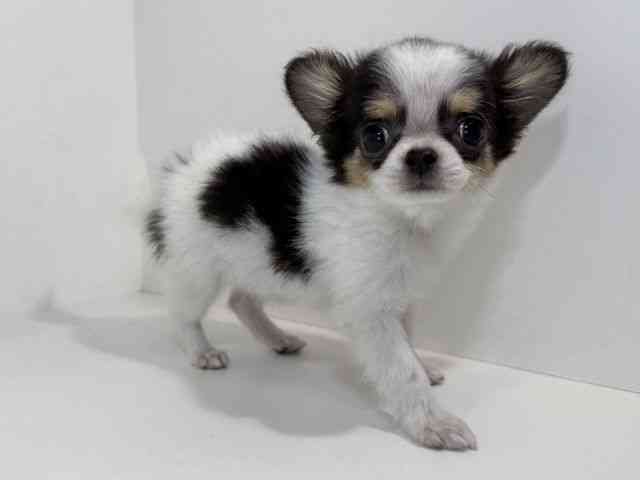 兵庫県のチワワ(ロング) (ひごペットフレンドリーイトーヨーカドー明石店/2025年10月28日生まれ/女の子/ホワイトブラックタン)の子犬の2枚目の画像