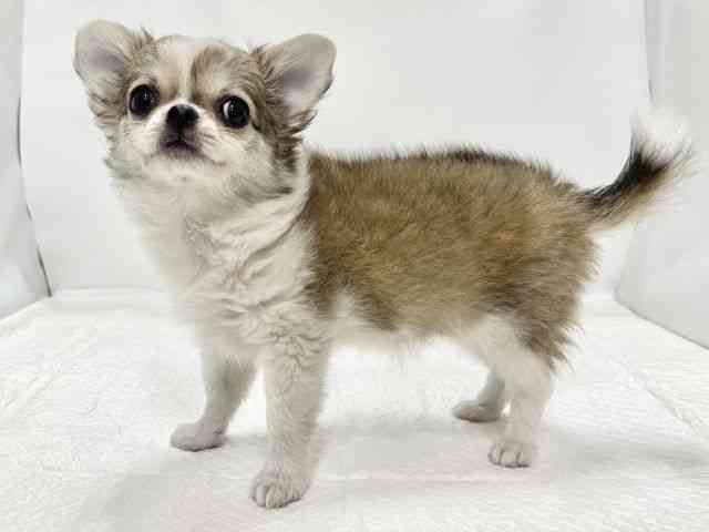 高知県のチワワ(ロング) (ひごペットフレンドリーイオンモール高知店/2025年10月27日生まれ/女の子/フォーンホワイト)の子犬の2枚目の画像