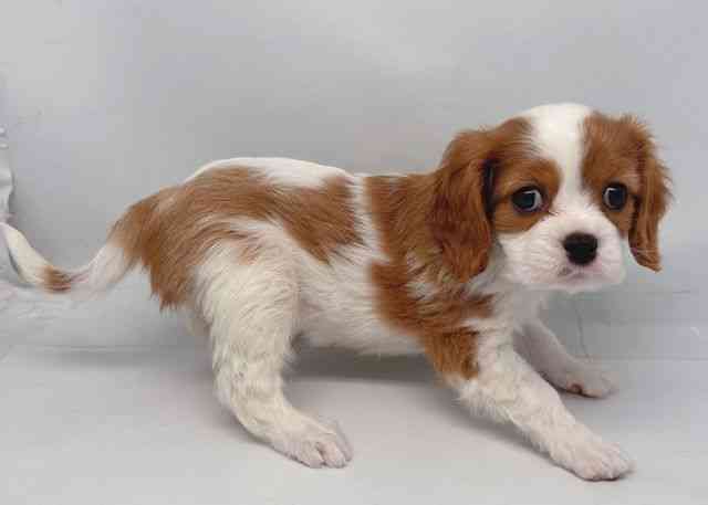 鳥取県のキャバリアキングチャールズスパニエル (ひごペットフレンドリーイオンモール鳥取北店/2025年10月28日生まれ/男の子/ブレンハイム)の子犬の2枚目の画像