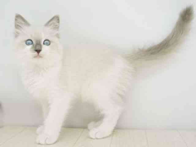 福岡県のラグドール (ひごペットフレンドリーゆめタウン筑紫野店/2025年10月26日生まれ/男の子/ブルーポイントバイカラー)の子猫の2枚目の画像