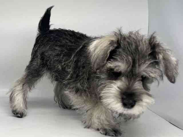 徳島県のミニチュアシュナウザー (ひごペットフレンドリーゆめタウン徳島店/2025年10月25日生まれ/男の子/ソルトペッパー)の子犬の2枚目の画像