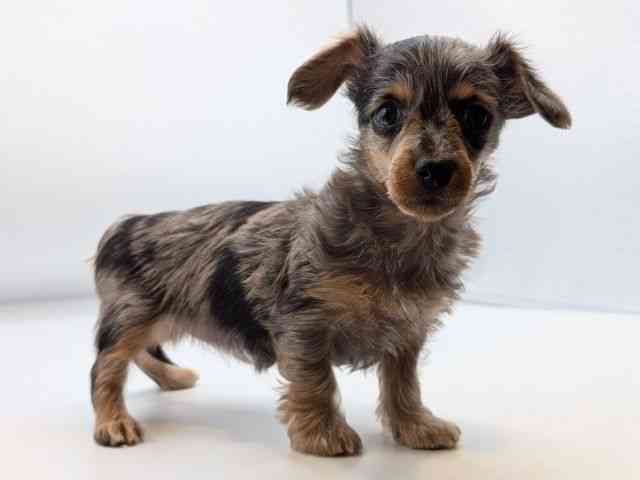 香川県のハーフ犬・ミックス犬 (ひごペットフレンドリーゆめタウン高松店/2025年10月27日生まれ/女の子/シルバーダップル)の子犬の2枚目の画像