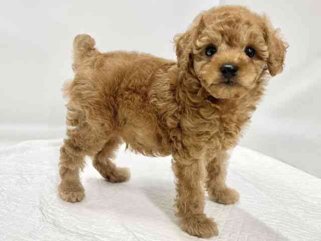 高知県のトイプードル(トイ) (ひごペットフレンドリーイオンモール高知店/2025年10月26日生まれ/男の子/レッド)の子犬の2枚目の画像