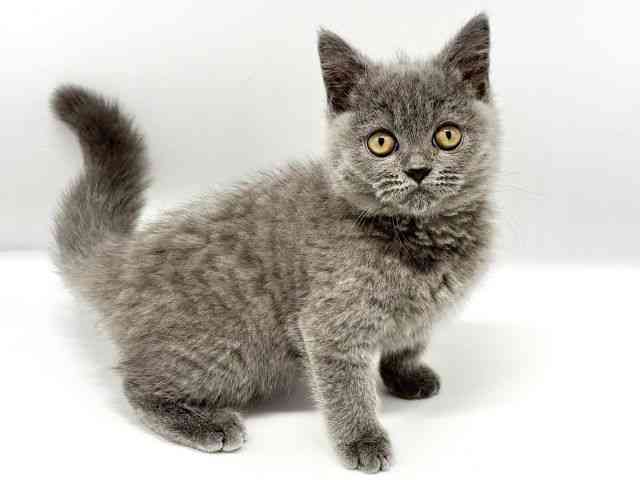 大阪府のブリティッシュショートヘアー (ひごペットフレンドリーイオンタウン豊中庄内店/2025年10月27日生まれ/女の子/ブルー)の子猫の2枚目の画像