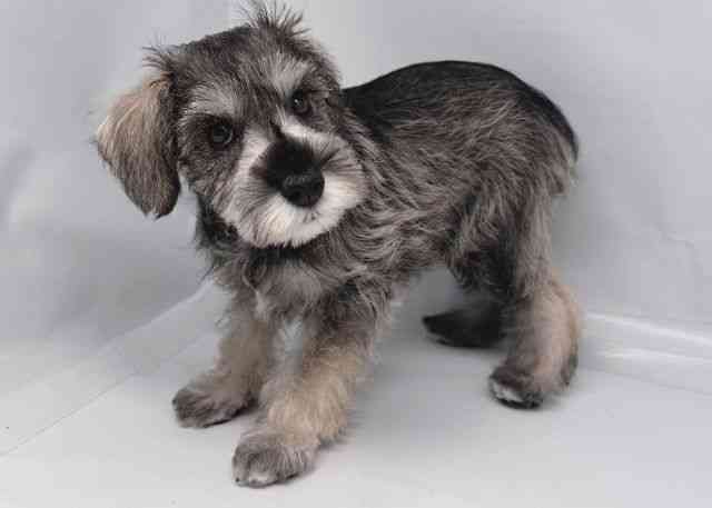 鳥取県のミニチュアシュナウザー (ひごペットフレンドリーイオンモール鳥取北店/2025年10月25日生まれ/女の子/ソルトペッパー)の子犬の2枚目の画像
