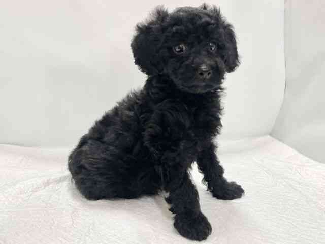 高知県のトイプードル(トイ) (ひごペットフレンドリーイオンモール高知店/2025年10月23日生まれ/男の子/ブラック)の子犬の2枚目の画像