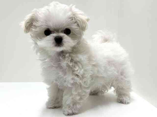 愛知県のチワマル/マルチワ(チワワ×マルチーズ) (ひごペットフレンドリーららぽーと名古屋みなとアクルス店/2025年10月28日生まれ/男の子/クリーム)の子犬の2枚目の画像