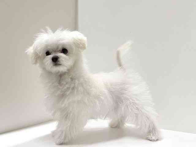 愛知県のチワマル/マルチワ(チワワ×マルチーズ) (ひごペットフレンドリーららぽーと名古屋みなとアクルス店/2025年10月28日生まれ/男の子/クリーム)の子犬の2枚目の画像