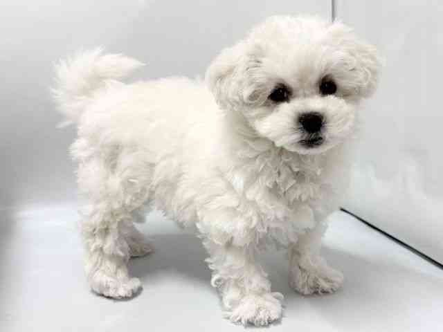 京都府のビションフリーゼ (ひごペットフレンドリー京都店/2025年10月28日生まれ/女の子/ホワイト)の子犬の2枚目の画像