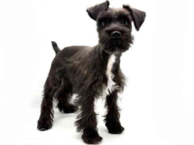 大阪府のミニチュアシュナウザー (ひごペットフレンドリー東淀川店/2025年10月26日生まれ/男の子/ブラックホワイト)の子犬の2枚目の画像