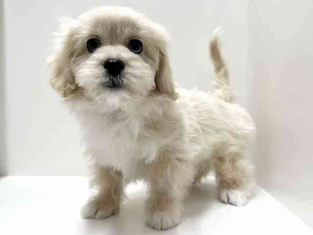 愛知県のペキプー(ペキニーズ×プードル) (ひごペットフレンドリーららぽーと名古屋みなとアクルス店/2025年10月24日生まれ/男の子/クリーム)の子犬の2枚目の画像