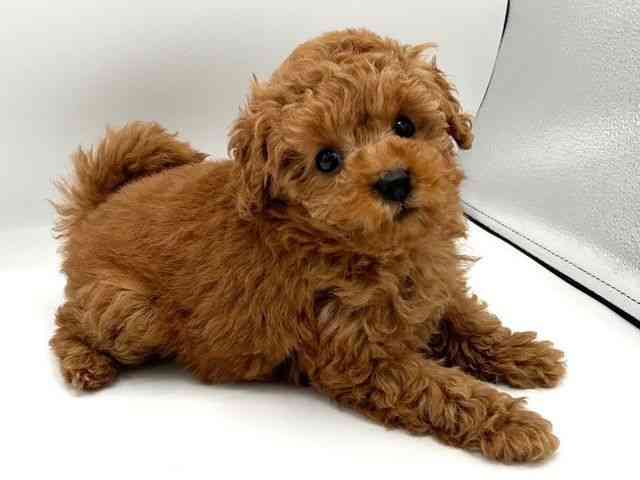 京都府のトイプードル(トイ) (ひごペットフレンドリーイオンモール高の原店/2025年10月28日生まれ/女の子/レッド)の子犬の2枚目の画像