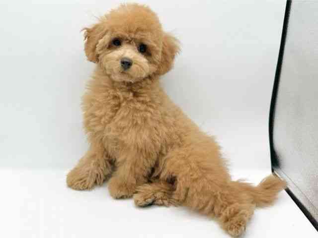 京都府のトイプードル(トイ) (ひごペットフレンドリーイオンモール高の原店/2025年10月28日生まれ/女の子/レッド)の子犬の2枚目の画像