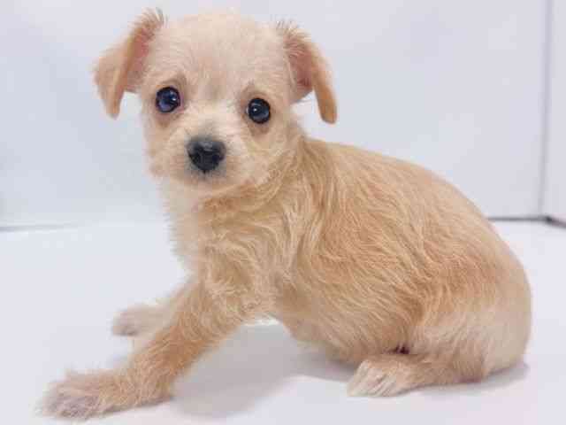 大阪府のチワマル/マルチワ(チワワ×マルチーズ) (ひごペットフレンドリーイズミヤショッピングセンター千里丘店/2025年10月27日生まれ/女の子/クリーム)の子犬の2枚目の画像