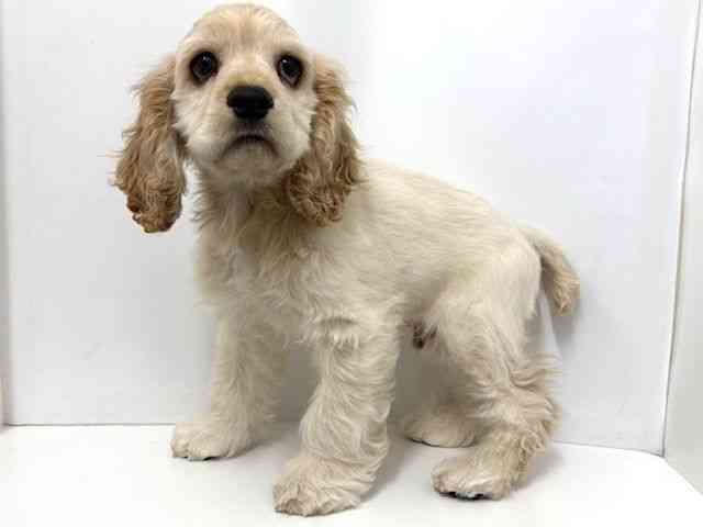 大阪府のアメリカンコッカースパニエル (ひごペットフレンドリーベルファⅡ都島店/2025年10月26日生まれ/男の子/バフ)の子犬の2枚目の画像