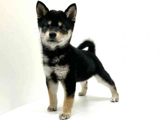 兵庫県の柴犬(標準サイズ) (ひごペットフレンドリーブルメールHAT神戸店/2025年8月28日生まれ/女の子/黒)の子犬の2枚目の画像