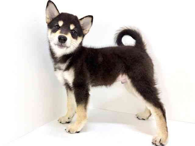 大阪府の柴犬(標準サイズ) (ひごペットフレンドリーいこらもーる泉佐野店/2025年10月27日生まれ/男の子/黒)の子犬の2枚目の画像