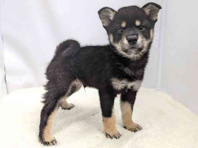 広島県の柴犬(標準サイズ) (ひごペットフレンドリーゆめタウン廿日市店/2025年10月27日生まれ/男の子/黒)の子犬の2枚目の画像