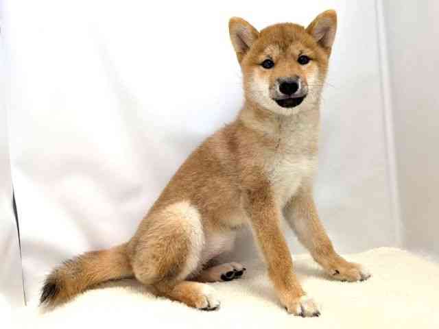 広島県の柴犬(標準サイズ) (ひごペットフレンドリーゆめタウン廿日市店/2025年10月28日生まれ/女の子/赤)の子犬の2枚目の画像