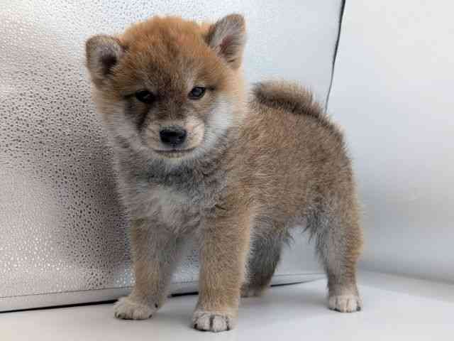 香川県の柴犬(標準サイズ) (ひごペットフレンドリーゆめタウン高松店/2025年10月28日生まれ/男の子/赤)の子犬の2枚目の画像