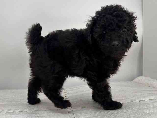 島根県のトイプードル(トイ) (ひごペットフレンドリーイオンモール出雲店/2025年10月13日生まれ/男の子/ブラック)の子犬の2枚目の画像