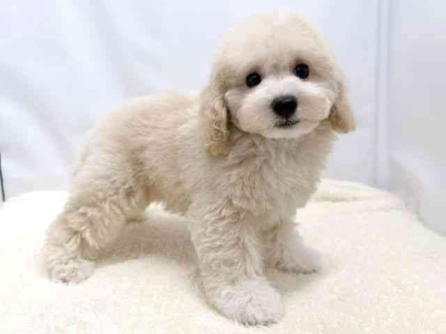 広島県のトイプードル(トイ) (ひごペットフレンドリーゆめタウン廿日市店/2025年10月26日生まれ/男の子/ホワイト)の子犬の2枚目の画像