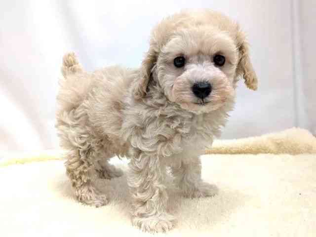広島県のトイプードル(トイ) (ひごペットフレンドリーゆめタウン廿日市店/2025年10月26日生まれ/男の子/ホワイト)の子犬の2枚目の画像