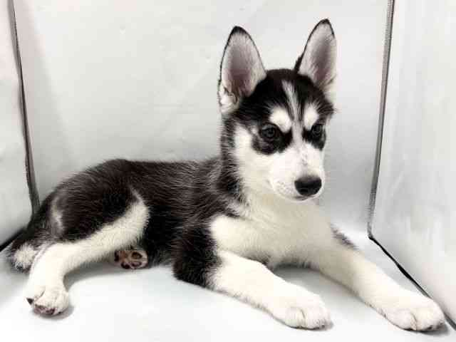 京都府のシベリアンハスキー (ひごペットフレンドリー京都店/2025年10月29日生まれ/男の子/ブラックホワイト)の子犬の2枚目の画像