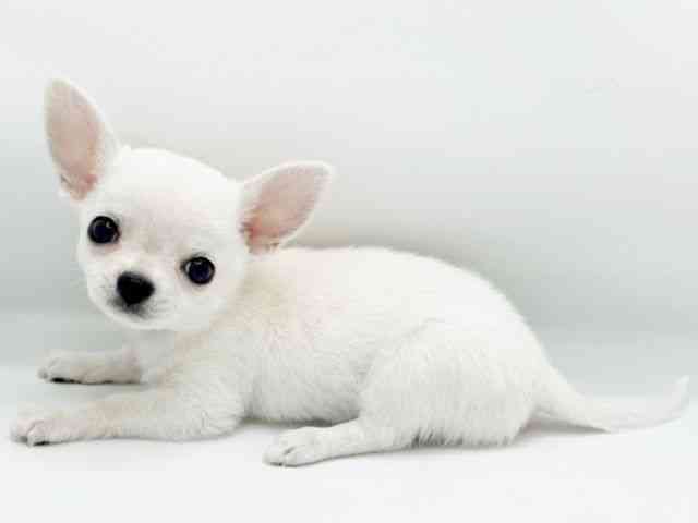 兵庫県のチワワ(スムース) (ひごペットフレンドリーコロワ甲子園店/2025年10月28日生まれ/女の子/クリーム)の子犬の2枚目の画像