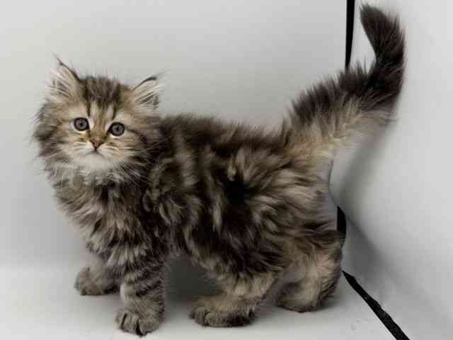 大阪府のラガマフィン (ひごペットフレンドリーみのおキューズモール店/2025年10月28日生まれ/男の子/ブラウンタビー)の子猫の2枚目の画像