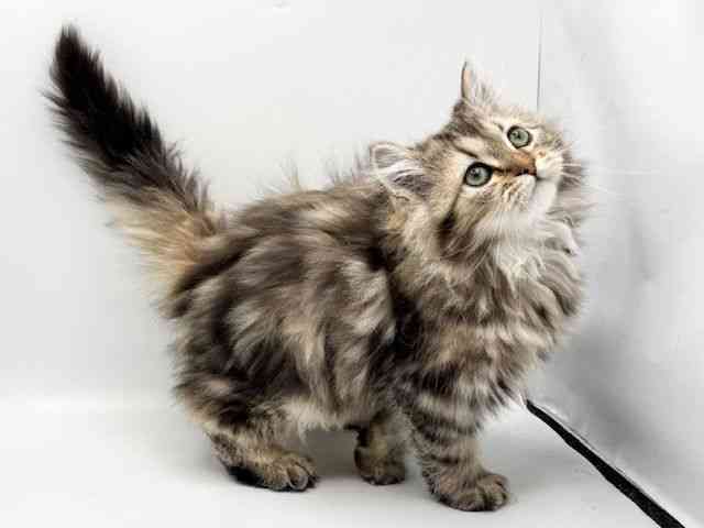 大阪府のラガマフィン (ひごペットフレンドリーみのおキューズモール店/2025年10月28日生まれ/男の子/ブラウンタビー)の子猫の2枚目の画像