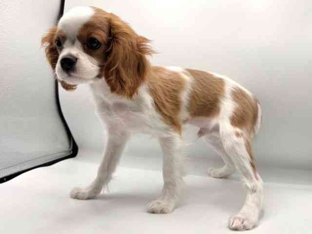 愛知県のキャバリアキングチャールズスパニエル (ひごペットフレンドリープライムツリー赤池店/2025年9月27日生まれ/男の子/ブレンハイム)の子犬の2枚目の画像