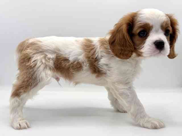 愛知県のキャバリアキングチャールズスパニエル (ひごペットフレンドリープライムツリー赤池店/2025年9月27日生まれ/男の子/ブレンハイム)の子犬の2枚目の画像