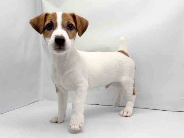 京都府のジャックラッセルテリア (ひごペットフレンドリー洛北阪急スクエア店/2025年10月29日生まれ/男の子/タンホワイト)の子犬の2枚目の画像