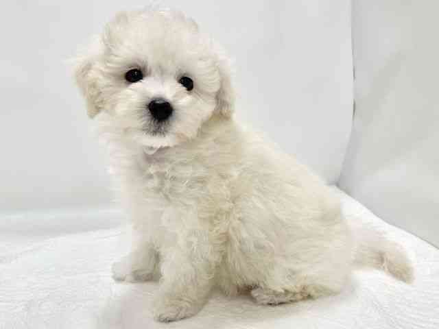 高知県のマルプー(マルチーズ×プードル) (ひごペットフレンドリーイオンモール高知店/2025年10月30日生まれ/男の子/クリーム)の子犬の2枚目の画像