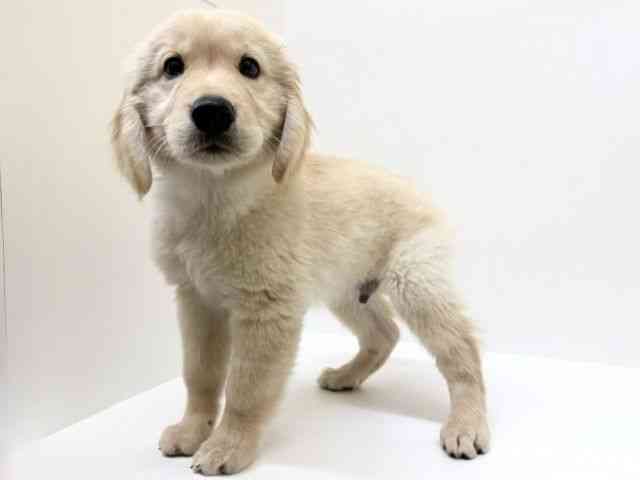 兵庫県のゴールデンレトリバー (ひごペットフレンドリーブルメールHAT神戸店/2025年10月29日生まれ/男の子/ゴールデン)の子犬の2枚目の画像