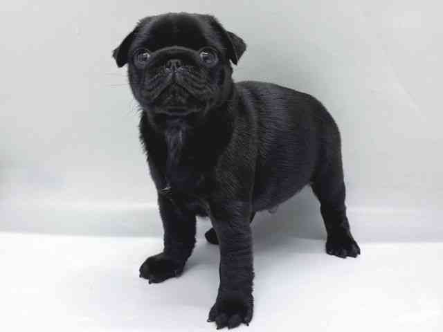 京都府のパグ (ひごペットフレンドリー京都店/2025年11月1日生まれ/男の子/ブラック)の子犬の2枚目の画像