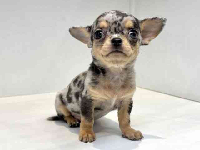 大阪府のチワワ(スムース) (ひごペットフレンドリーセブンパーク天美店/2025年11月1日生まれ/男の子/ブルーマールタン)の子犬の2枚目の画像