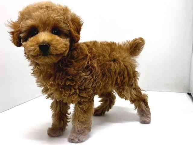 奈良県のトイプードル(トイ) (ひごペットフレンドリー奈良パワーシティ店/2025年11月1日生まれ/女の子/アプリコット)の子犬の2枚目の画像