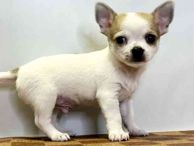 愛媛県のチワワ(スムース) (ひごペットフレンドリーエミフルMASAKI店/2025年11月1日生まれ/男の子/ホワイトフォーン)の子犬の2枚目の画像