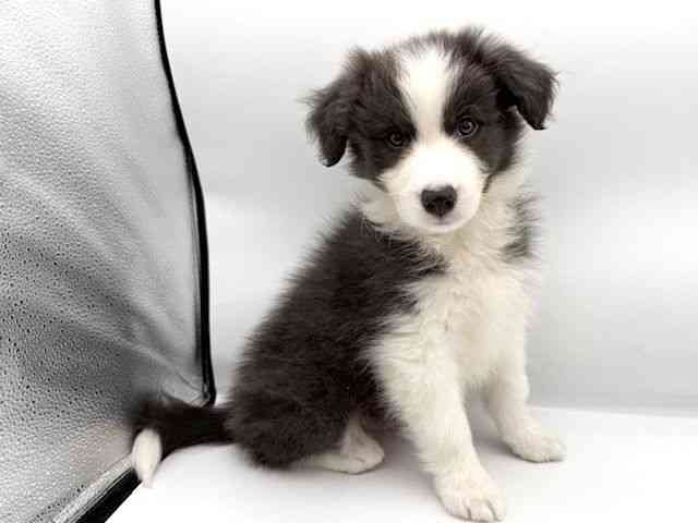 大阪府のボーダーコリー (ひごペットフレンドリーららぽーとEXPOCITY店/2025年10月26日生まれ/男の子/ブルーホワイト)の子犬の2枚目の画像