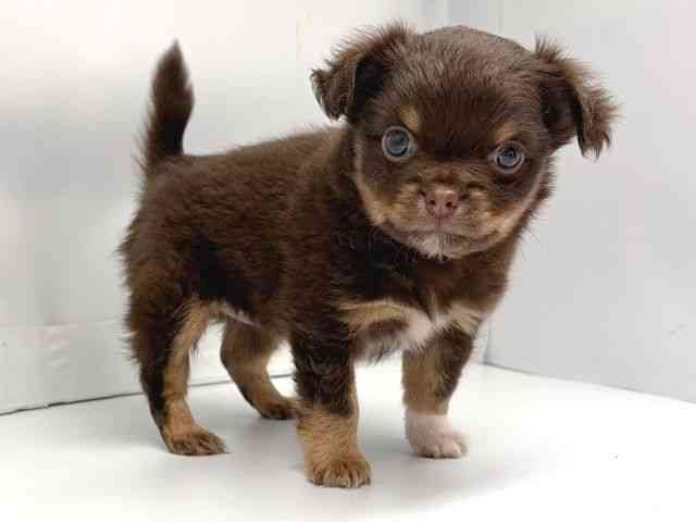 京都府のチワワ(ロング) (ひごペットフレンドリー洛北阪急スクエア店/2025年10月30日生まれ/男の子/チョコレートタンホワイト)の子犬の2枚目の画像