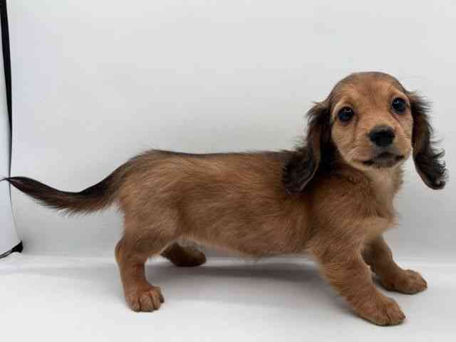 島根県のミニチュアダックスフンド(ロング) (ひごペットフレンドリーイオン松江ショッピングセンター店/2025年11月1日生まれ/女の子/レッド)の子犬の2枚目の画像