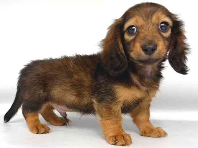 大阪府のミニチュアダックスフンド(ロング) (ひごペットフレンドリー岸和田店/2025年11月1日生まれ/男の子/シェーデットレッド)の子犬の2枚目の画像