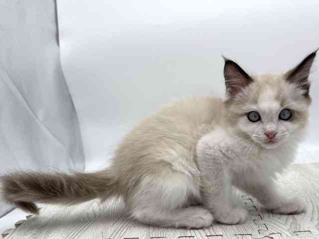 島根県のラグドール (ひごペットフレンドリーイオンモール出雲店/2025年10月31日生まれ/男の子/ブルーポイントバイカラー)の子猫の2枚目の画像