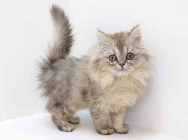 大阪府のミヌエット (ひごペットフレンドリーいこらもーる泉佐野店/2025年10月25日生まれ/男の子/シルバータビー)の子猫の2枚目の画像