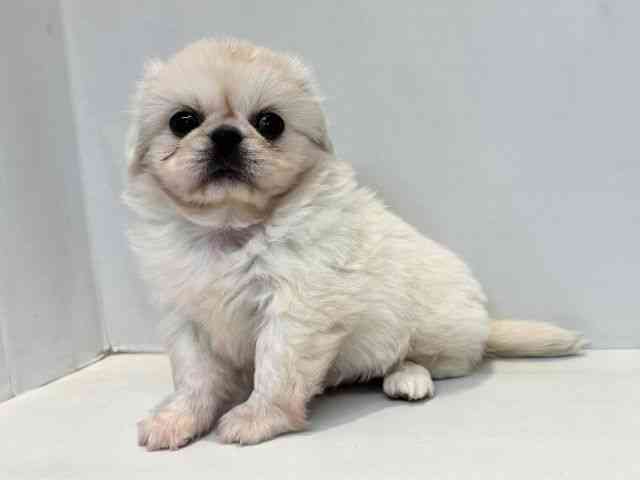 大阪府のハーフ犬・ミックス犬 (ひごペットフレンドリーセブンパーク天美店/2025年10月30日生まれ/女の子/ホワイト)の子犬の2枚目の画像